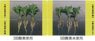 NEWSB-酸素は「根と葉」の成長に有効です