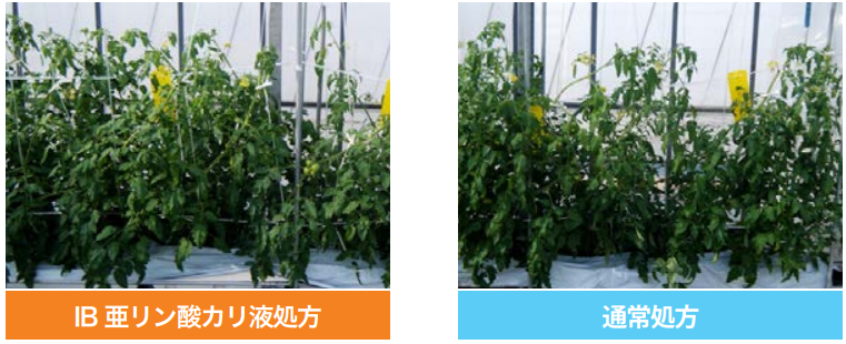 弊社圃場内での潅注試験結果