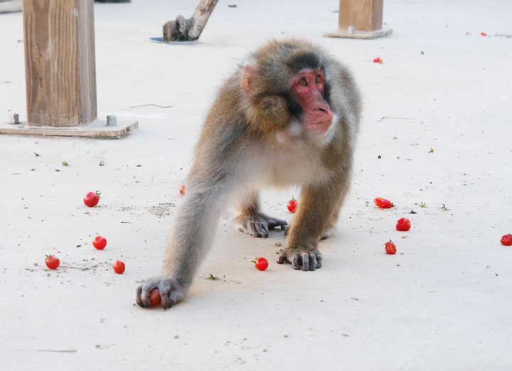 規格外トマトを食べるサル
