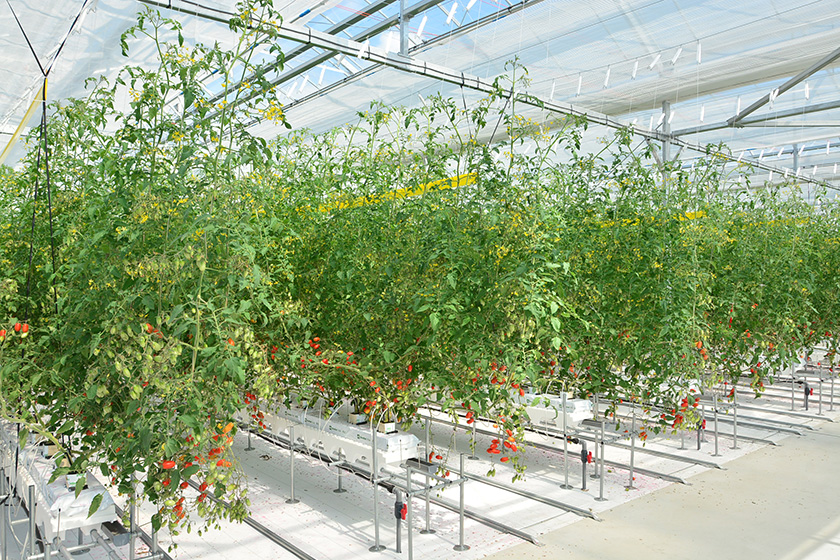 ドリームフィールド内観