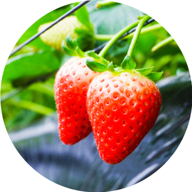 イチゴ