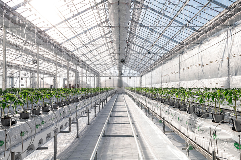 屋根型ハウス内観