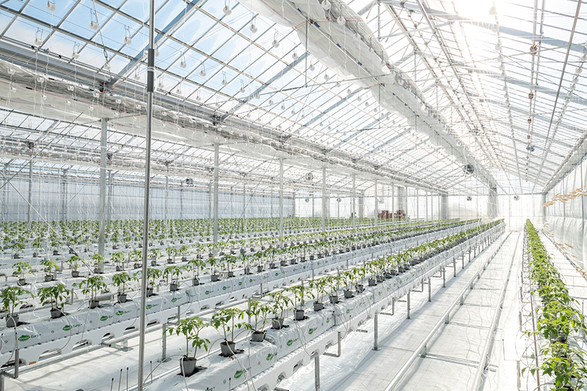 屋根型ハウス内観