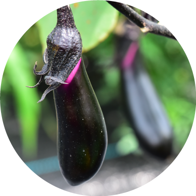 ナス・キュウリ