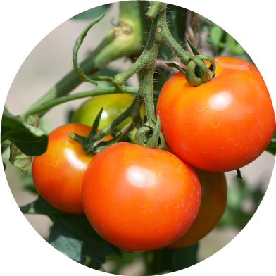 トマト・パプリカ